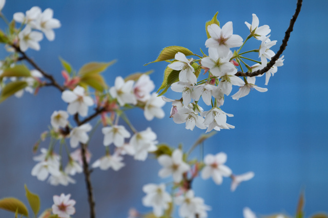 大島桜