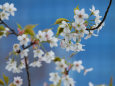 大島桜