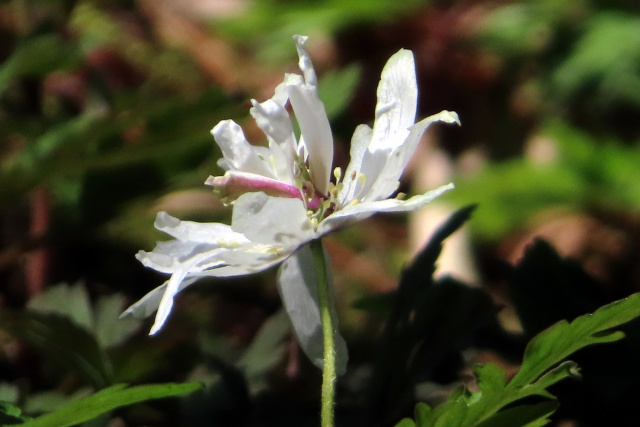 菊咲きイチゲ