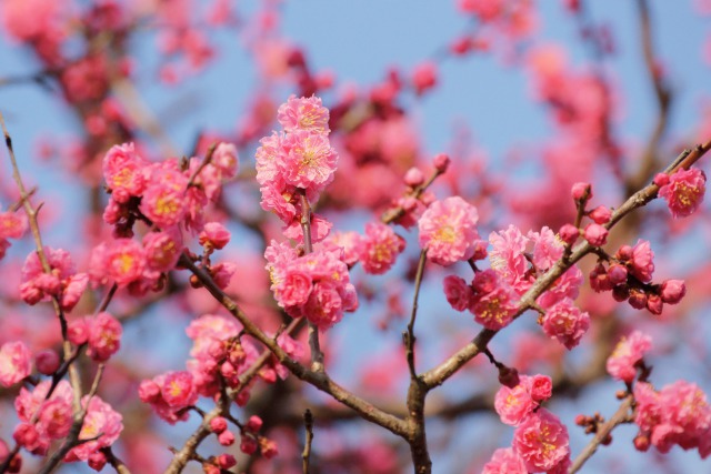 紅梅花盛り