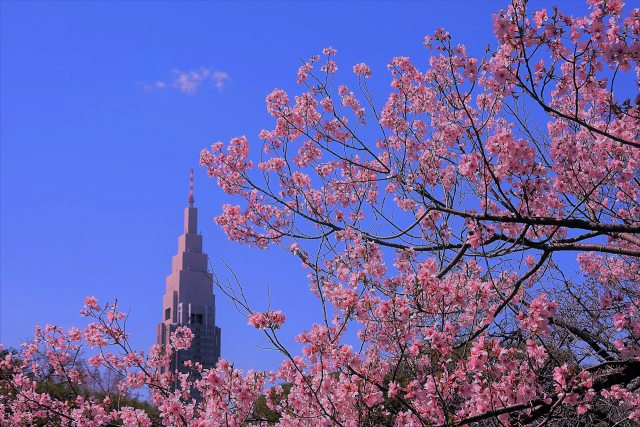 高遠小彼岸桜とドコモタワー 