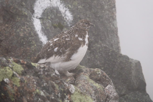 抜戸岳のチビ雷鳥2