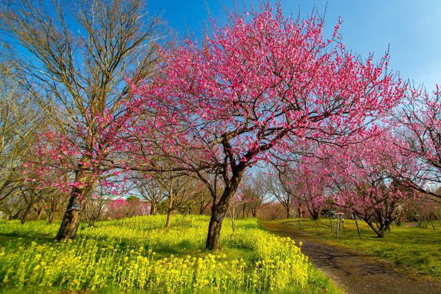 富山県中央植物園の梅