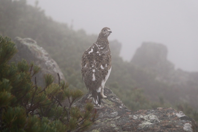 抜戸岳のチビ雷鳥3