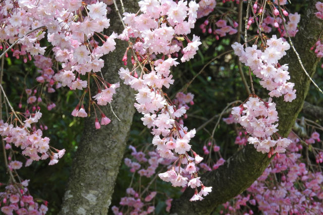 桜 待ち遠し8