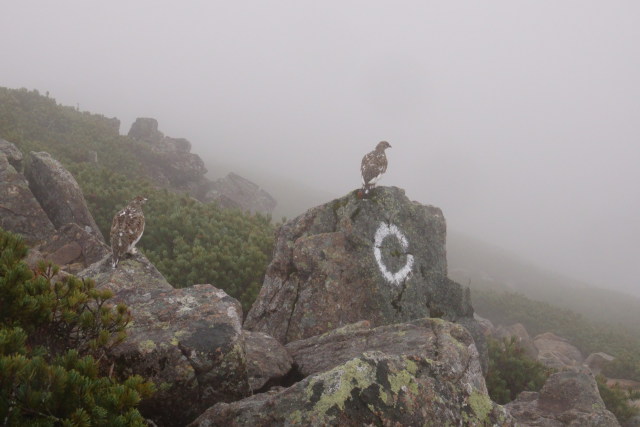 抜戸岳のチビ雷鳥4