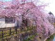 しだれ桜満開