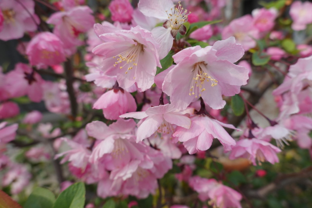 花海棠 