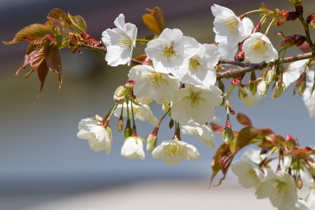 大島桜