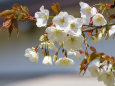 大島桜