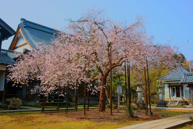 城福寺の枝垂れ桜(花筐桜)