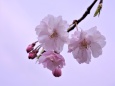 陽光桜