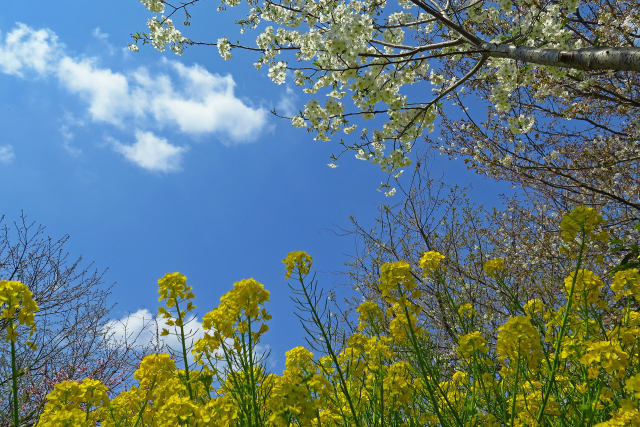 大島桜