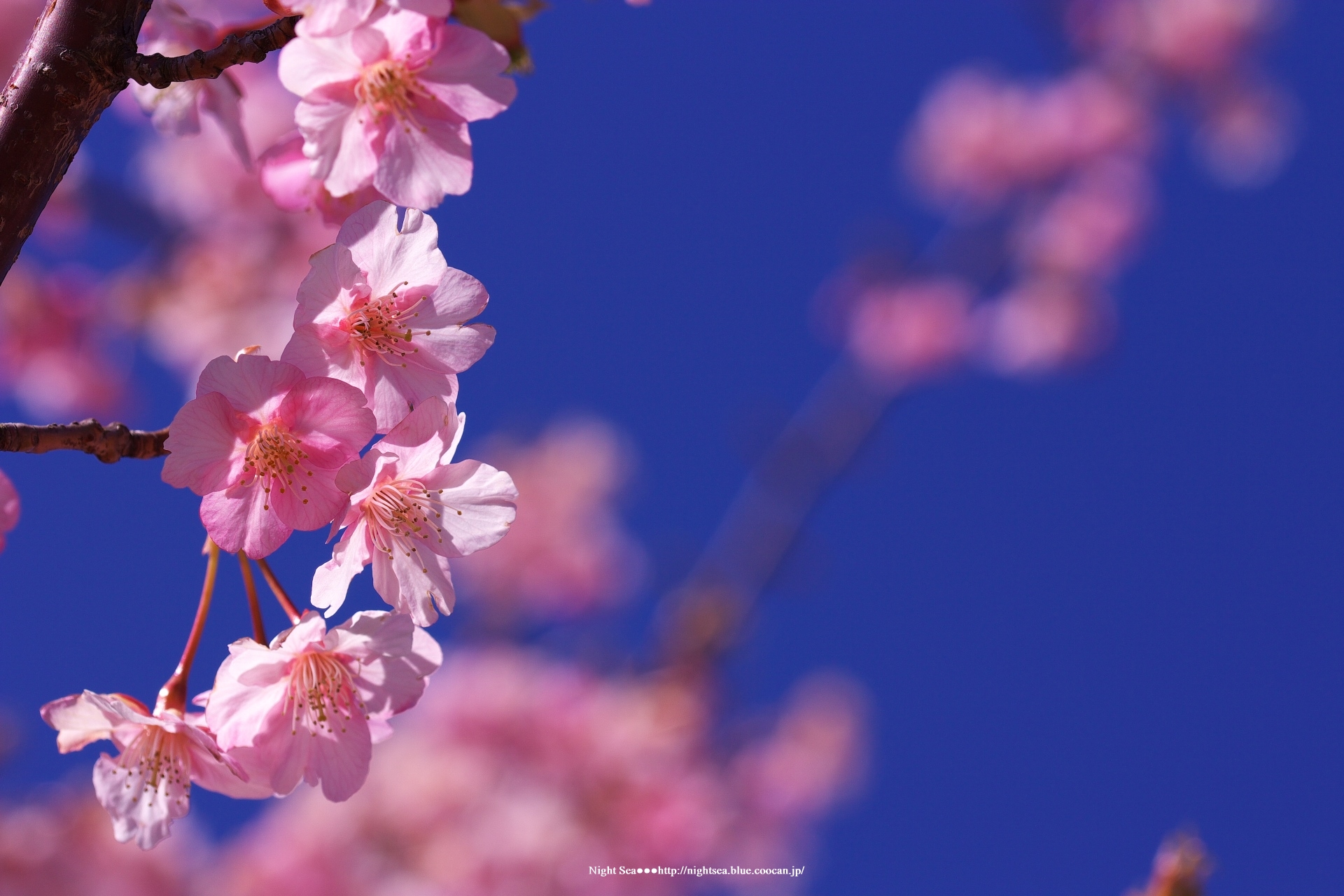 花 植物 青空の中の桜 壁紙19x1280 壁紙館