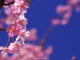 青空の中の桜
