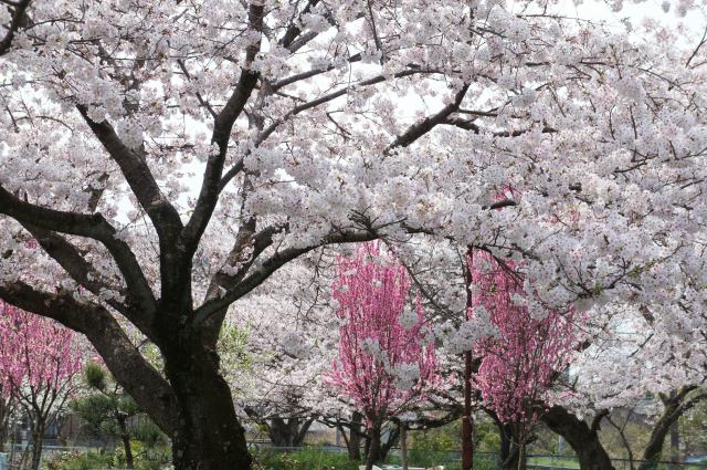 桃と桜