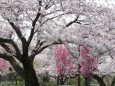 桃と桜