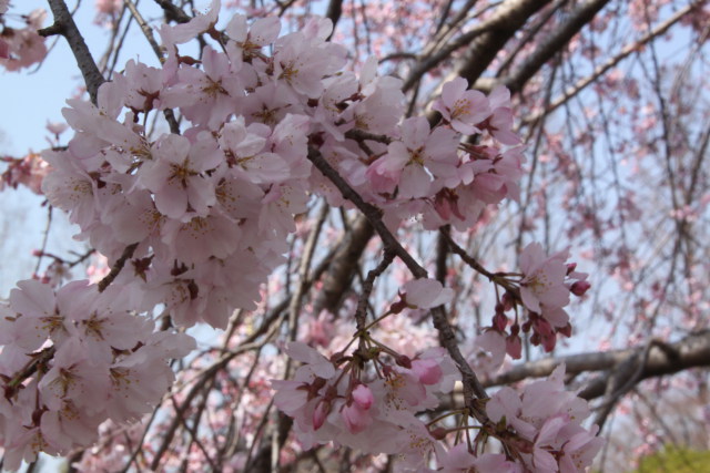 満開の彼岸桜