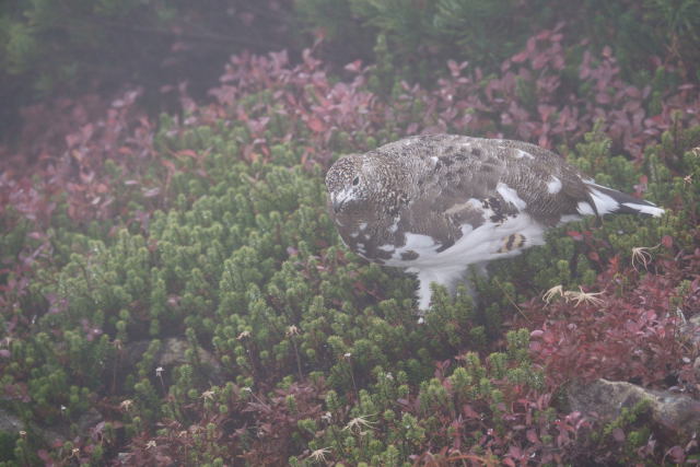 抜戸岳の雌雷鳥3