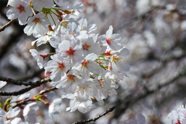 桜 sakura