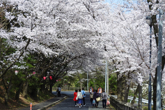 桜並木 華やか