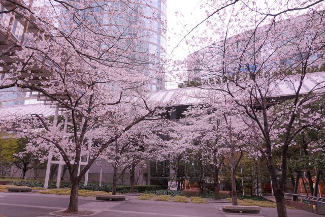 品川の桜