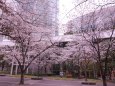 品川の桜