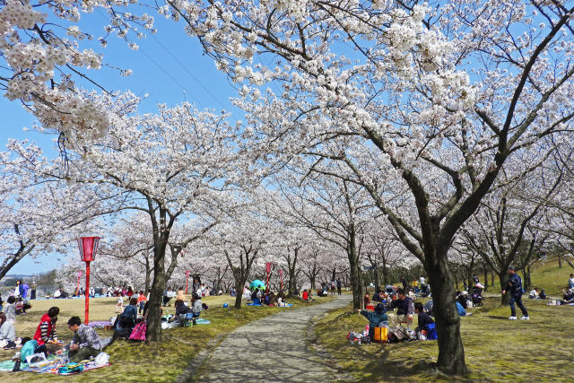 花見 賑わい