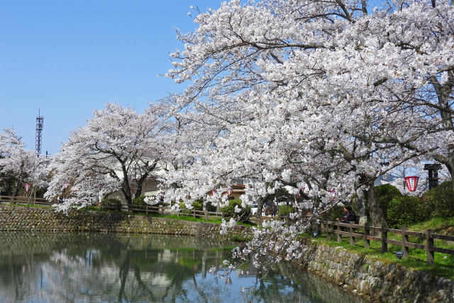 桜 sakura2