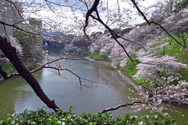 千鳥ヶ淵