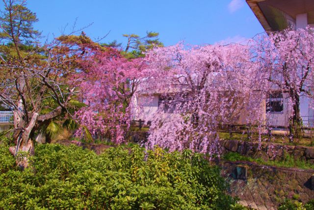 しだれ桜3