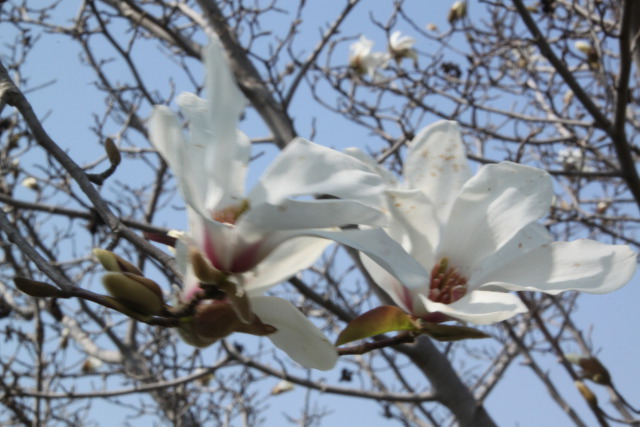 こぶしの花二輪