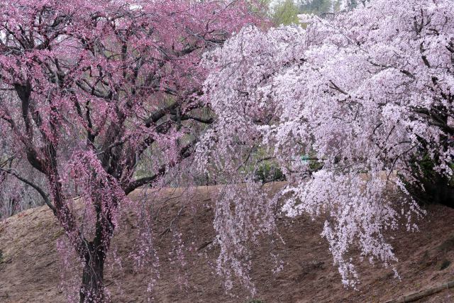 紅白の枝垂れ桜