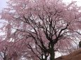 満開の枝垂れ桜