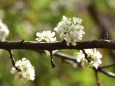 スモモの花