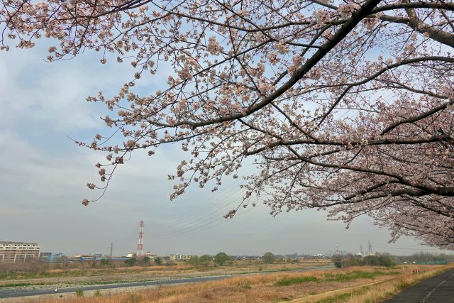 多摩川と桜