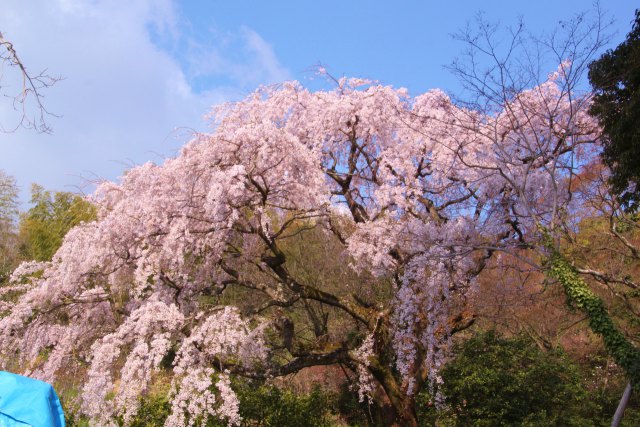 民家のしだれ桜