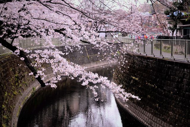 神田川の桜