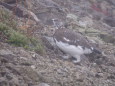 抜戸岳の雄雷鳥2