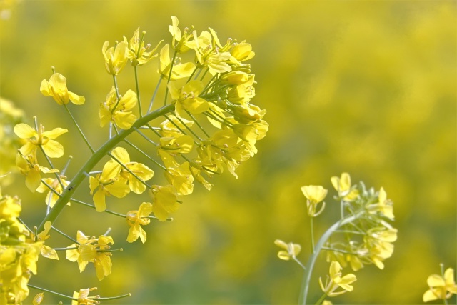 菜の花