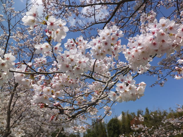 花冷えの桜