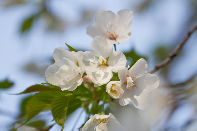 大島桜