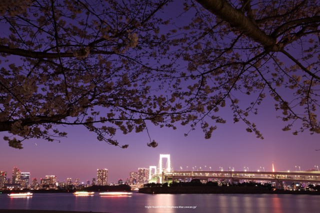 夜桜と虹橋