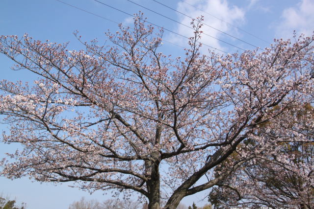 咲き始めの桜