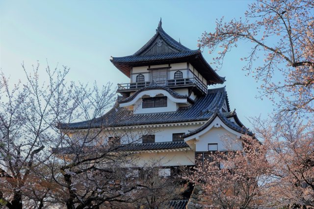 国宝犬山城の桜