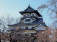 国宝犬山城の桜