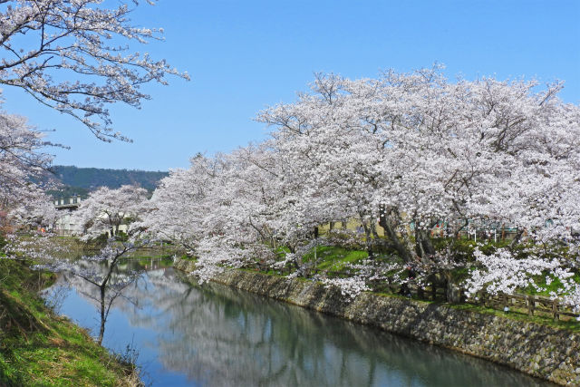 桜 sakura5