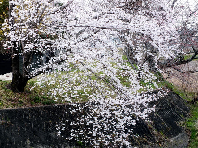 満開の淡墨桜