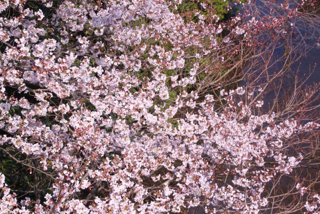 満開の桜