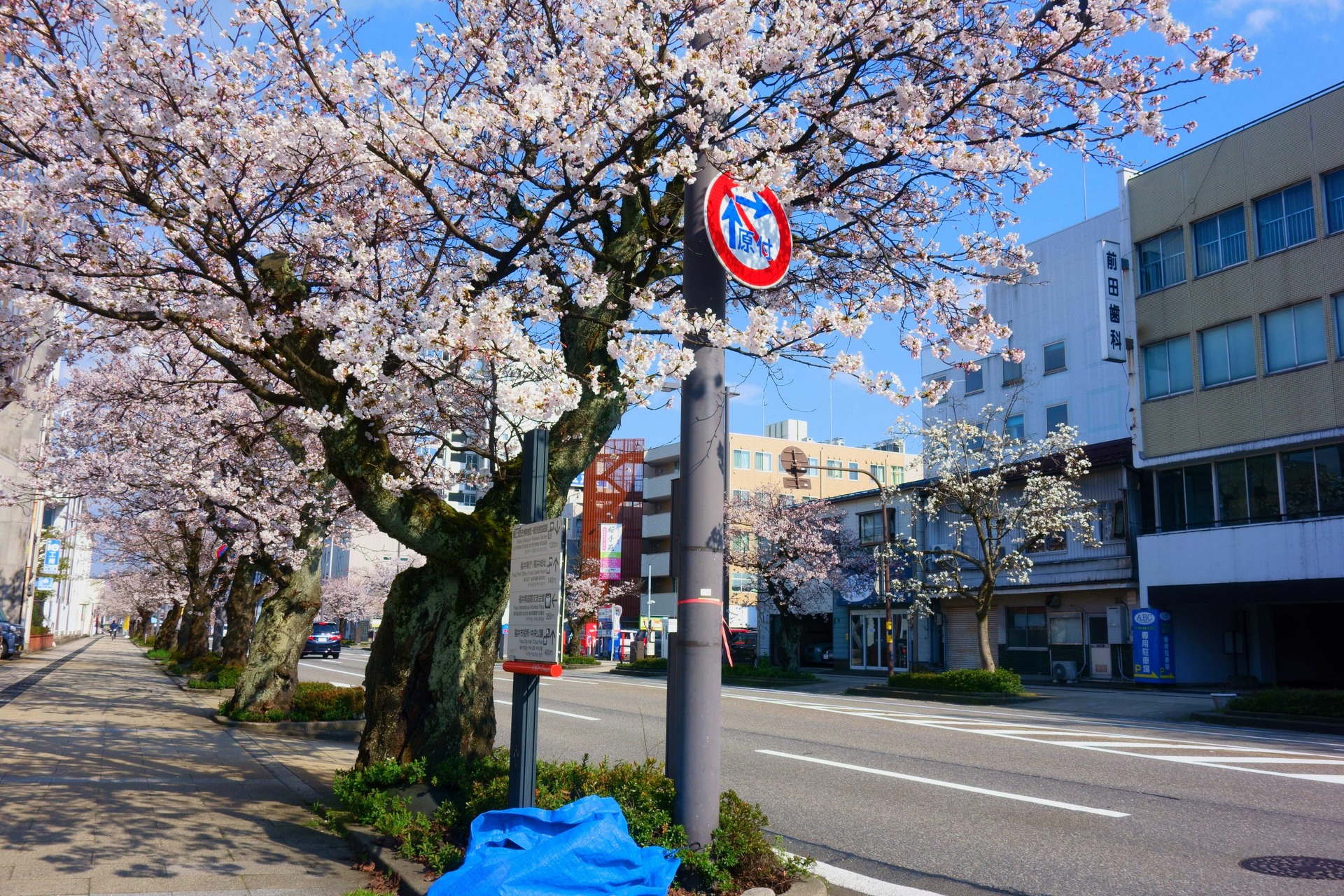 都市 街 室内 街中に咲く桜 壁紙19x1280 壁紙館